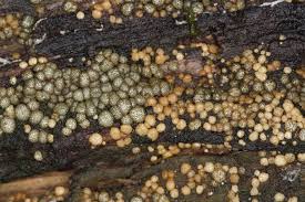 Attēlu rezultāti vaicājumam “Hypocrea gelatinosa”