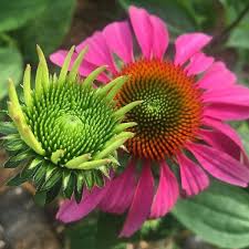 Attēlu rezultāti vaicājumam “Echinacea purpurea bud”
