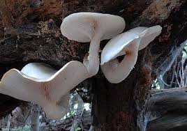 Attēlu rezultāti vaicājumam “Lentinus lepideus”