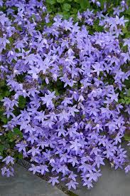 Image result for Campanula strigosa