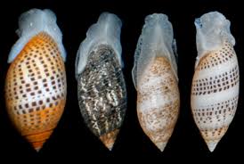 Attēlu rezultāti vaicājumam “Retinia resinella pupa”