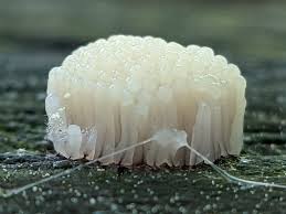 Attēlu rezultāti vaicājumam “Stemonitis lignicola macro”