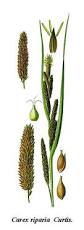 Attēlu rezultāti vaicājumam “Carex acutiformis fruit”