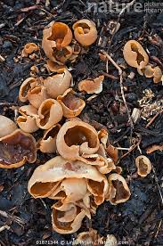 Attēlu rezultāti vaicājumam “Peziza vesiculosa”