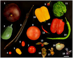 Attēlu rezultāti vaicājumam “Solanaceae”