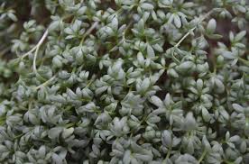 Image result for Gartenkresse