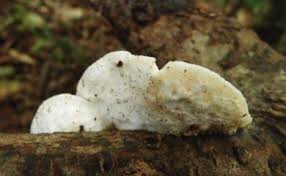 Attēlu rezultāti vaicājumam “Postia undosa”