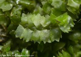 Attēlu rezultāti vaicājumam “Barbilophozia barbata”