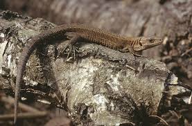 Attēlu rezultāti vaicājumam “Lacerta vivipara”