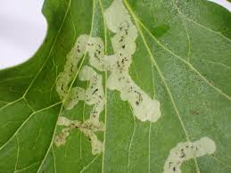 Attēlu rezultāti vaicājumam “Phytomyza minuscula”