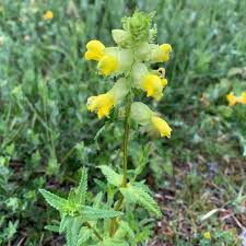 Attēlu rezultāti vaicājumam “Rhinanthus serotinus leaf”