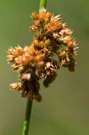 Attēlu rezultāti vaicājumam “Juncaceae”