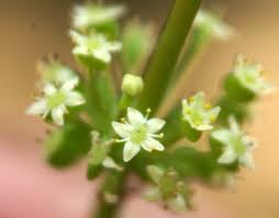 Attēlu rezultāti vaicājumam “Hydrocotyle vulgaris bud”