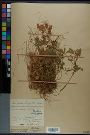 Attēlu rezultāti vaicājumam “Cuscuta epithymum subsp. trifolii flower”