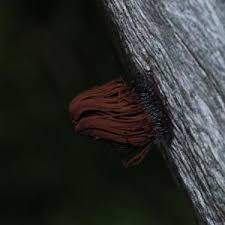 Attēlu rezultāti vaicājumam “Stemonitis foliicola”