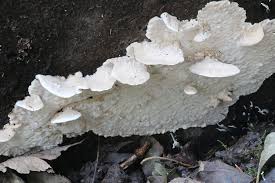 Attēlu rezultāti vaicājumam “Antrodia macra”