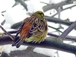 Attēlu rezultāti vaicājumam “Emberiza citrinella”