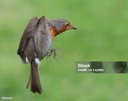 Attēlu rezultāti vaicājumam “Erithacus rubecula adult”