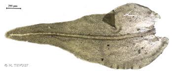 Attēlu rezultāti vaicājumam “Anomodon viticulosus”