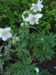 Attēlu rezultāti vaicājumam “Geranium pratense leaf”