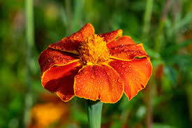 Attēlu rezultāti vaicājumam “Tagetes flower”