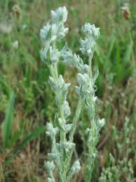 Attēlu rezultāti vaicājumam “Filago arvensis”