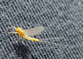 Attēlu rezultāti vaicājumam “Heptagenia sulphurea female”