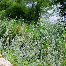 Attēlu rezultāti vaicājumam “Silene vulgaris flower”