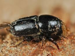 Attēlu rezultāti vaicājumam “Scolytus ratzeburgi”