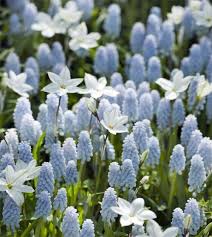 Attēlu rezultāti vaicājumam “Muscari neglectum”