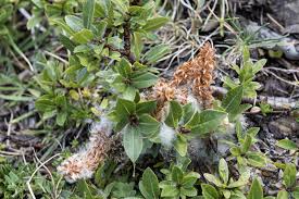 Attēlu rezultāti vaicājumam “Salix x doniana flower”