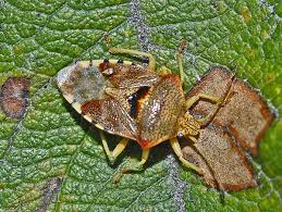 Attēlu rezultāti vaicājumam “Elasmucha grisea imago”