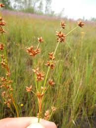 Attēlu rezultāti vaicājumam “Cladium mariscus bud”
