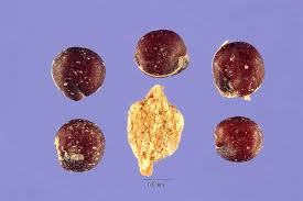 Attēlu rezultāti vaicājumam “Atriplex littoralis fruit”