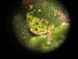 Attēlu rezultāti vaicājumam “Brachythecium albicans sporophyte”