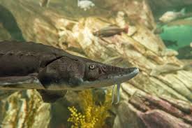 Image result for Acipenser oxyrinchus oxyrinchus