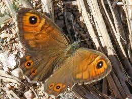 Attēlu rezultāti vaicājumam “Lasiommata maera upperside”