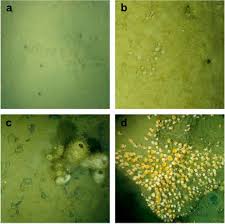 Image result for Vazella pourtalesii