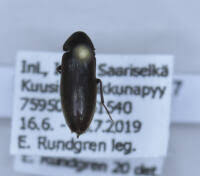 Attēlu rezultāti vaicājumam “Xylita laevigata”