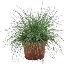 Attēlu rezultāti vaicājumam “Festuca altissima flower”