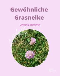 Image result for Grasnelke