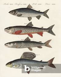 Image result for Coregonus lavaretus