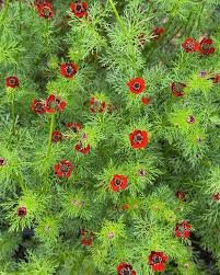 Image result for Adonis aestivalis