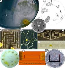 Attēlu rezultāti vaicājumam “Physarum notabile stalked”