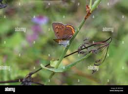 Attēlu rezultāti vaicājumam “Lycaena virgaureae underside”