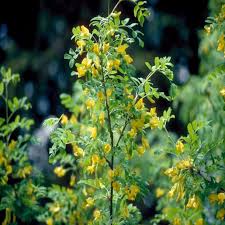 Attēlu rezultāti vaicājumam “Caragana arborescens flower”