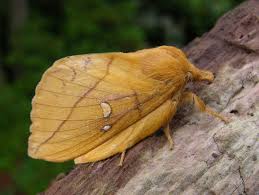 Attēlu rezultāti vaicājumam “Euthrix potatoria”