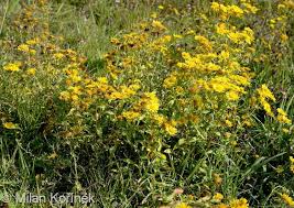 Attēlu rezultāti vaicājumam “Inula britannica”