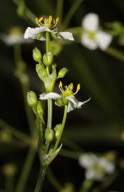 Attēlu rezultāti vaicājumam “Alismataceae”