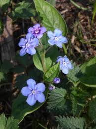 Image result for Omphalodes verna